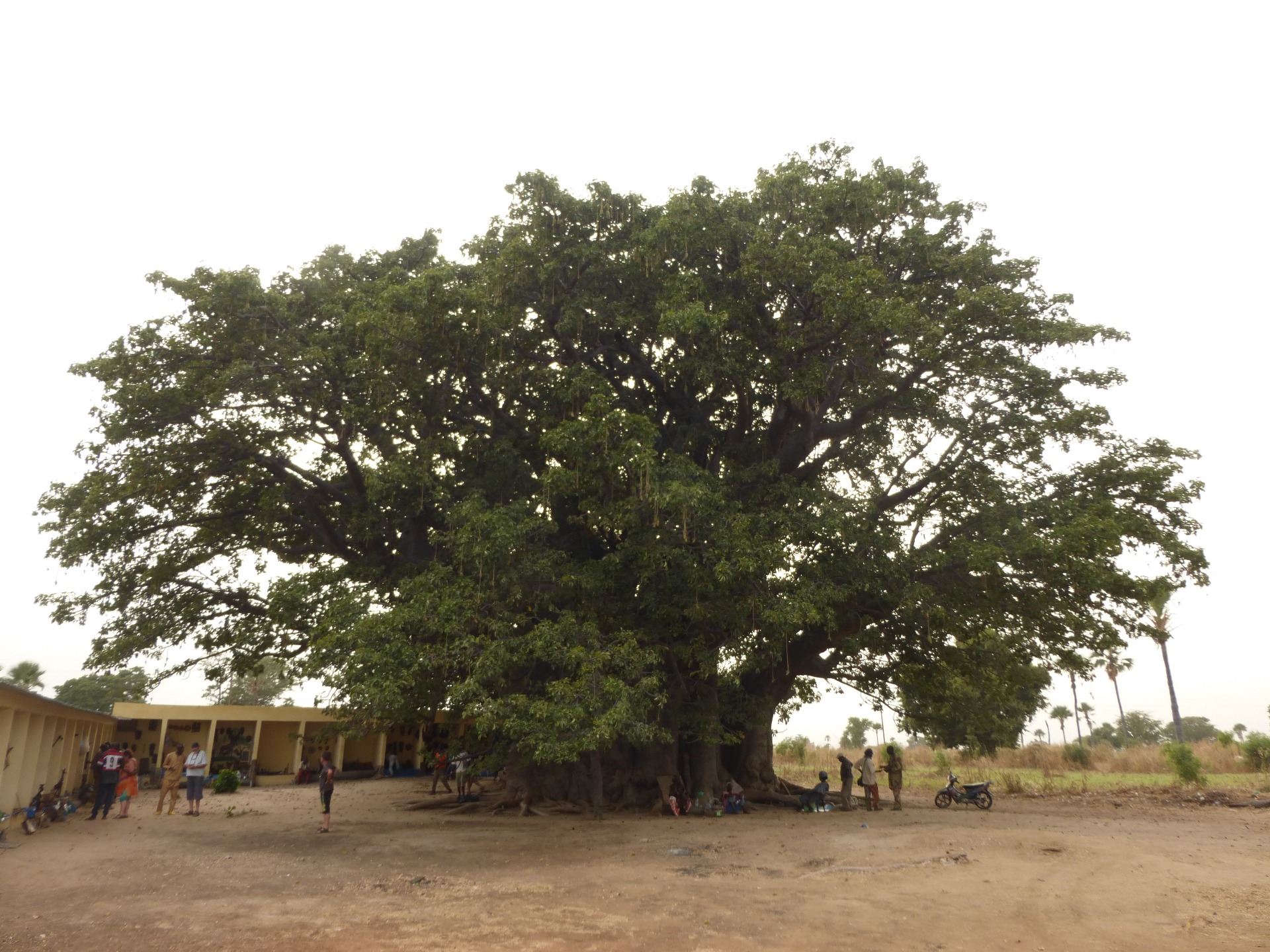 Gran Baobab